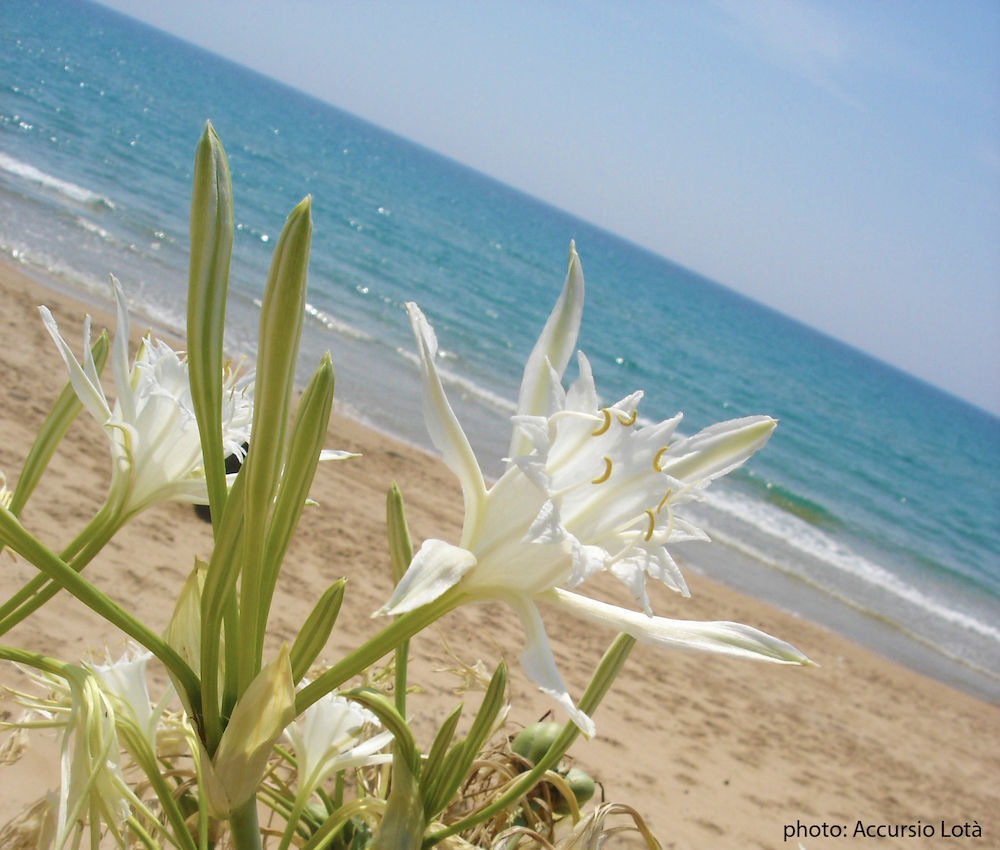 Villa Fiori Beach เมนฟี ภายนอก รูปภาพ